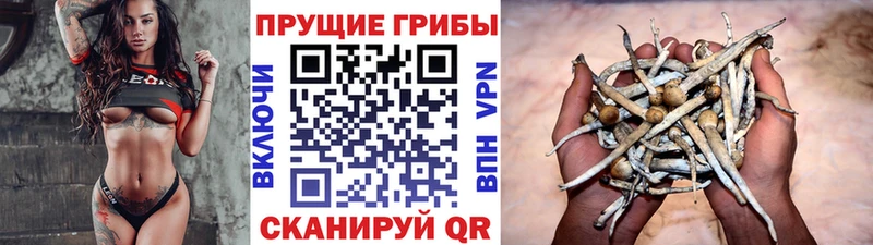 Купить где  Приволжск  Галлюциногенные грибы GOLDEN TEACHER 